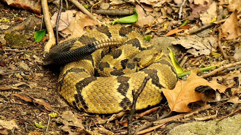 Great Smoky Mountains National Park