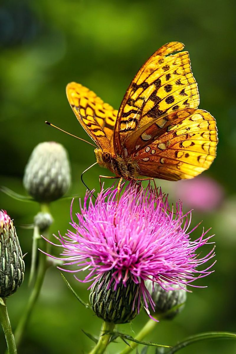 Great Spangled Fritillary