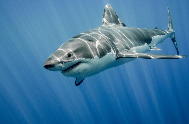 Great White Shark