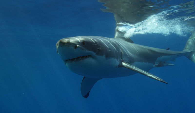 Great White Shark