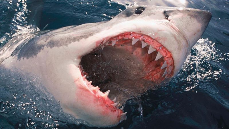 Great White Shark