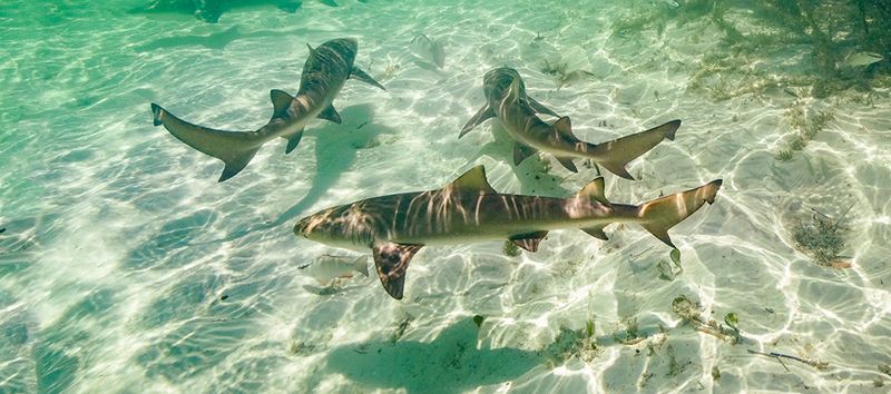 Great White Shark Pups