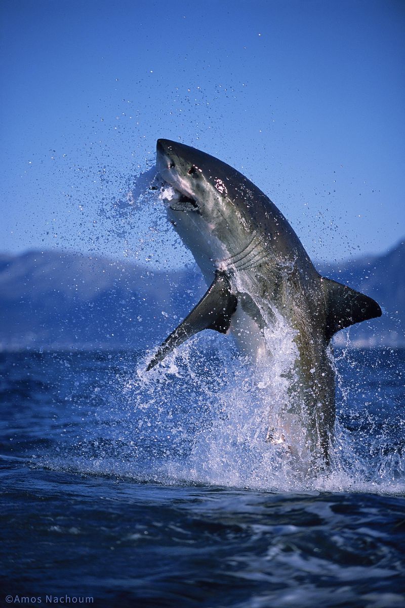 Great White Shark