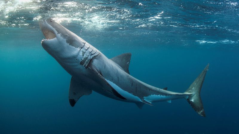 Great Whites are Gigantic