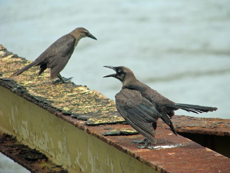 Great-tailed Grackle