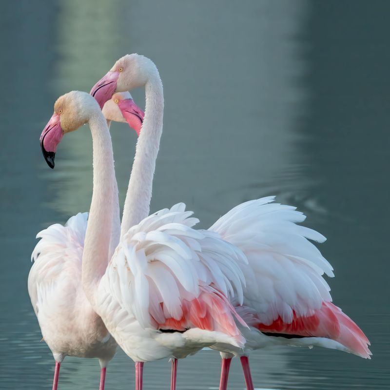 Greater Flamingo