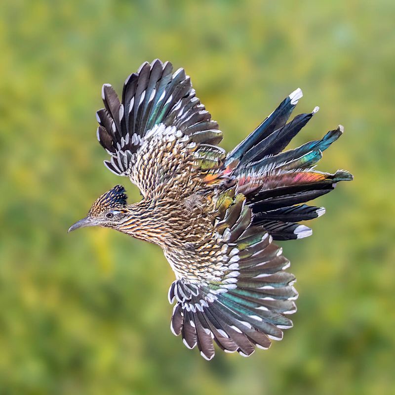 Greater Roadrunner