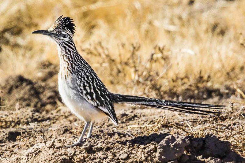 Greater Roadrunner