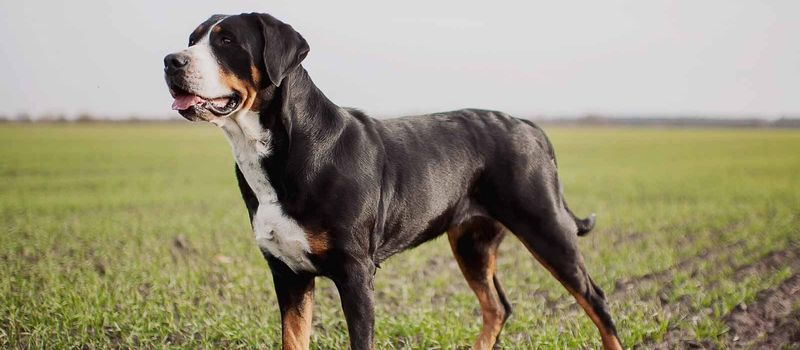 Greater Swiss Mountain Dog