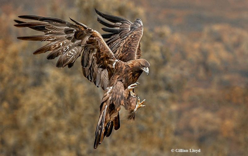 Greek Eagles