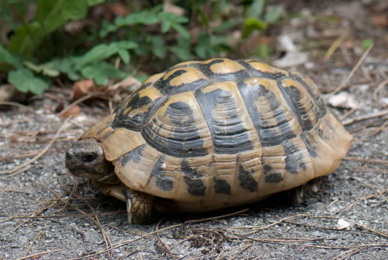 Greek Peloponnesian Tortoise