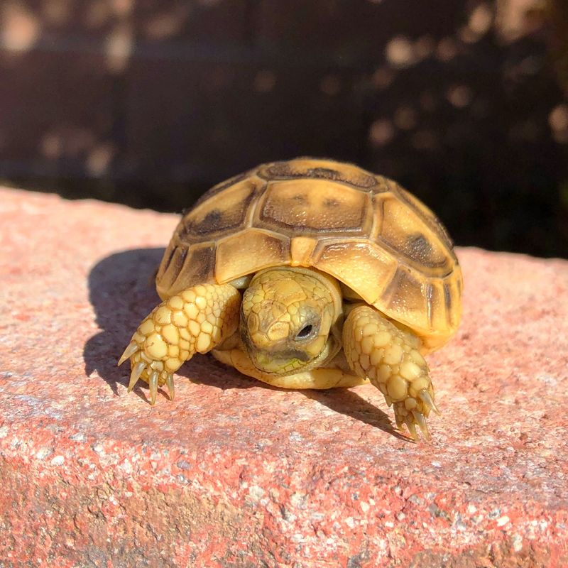 Greek Tortoise