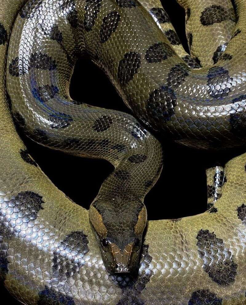 Green Anaconda