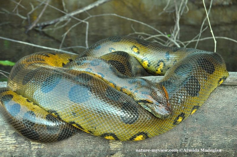 Green Anaconda