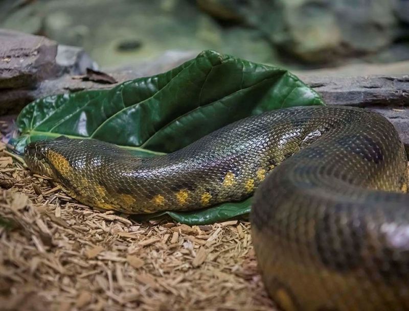 Green Anaconda