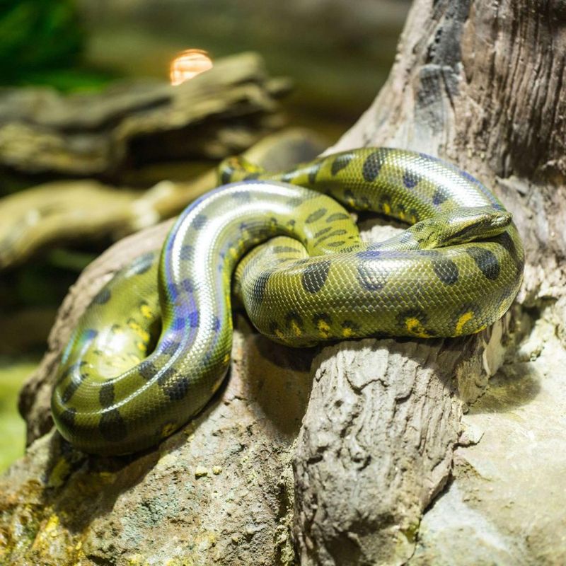 Green Anaconda