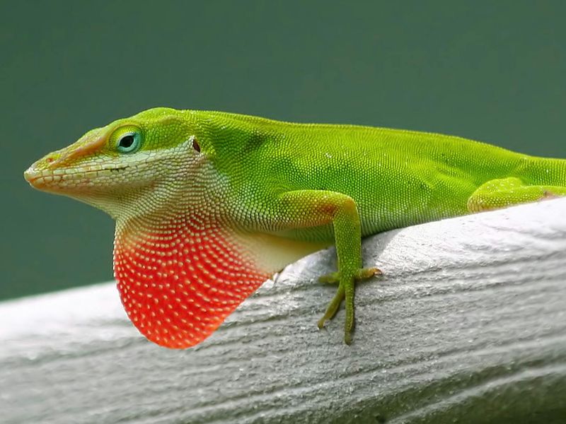 Green Anole