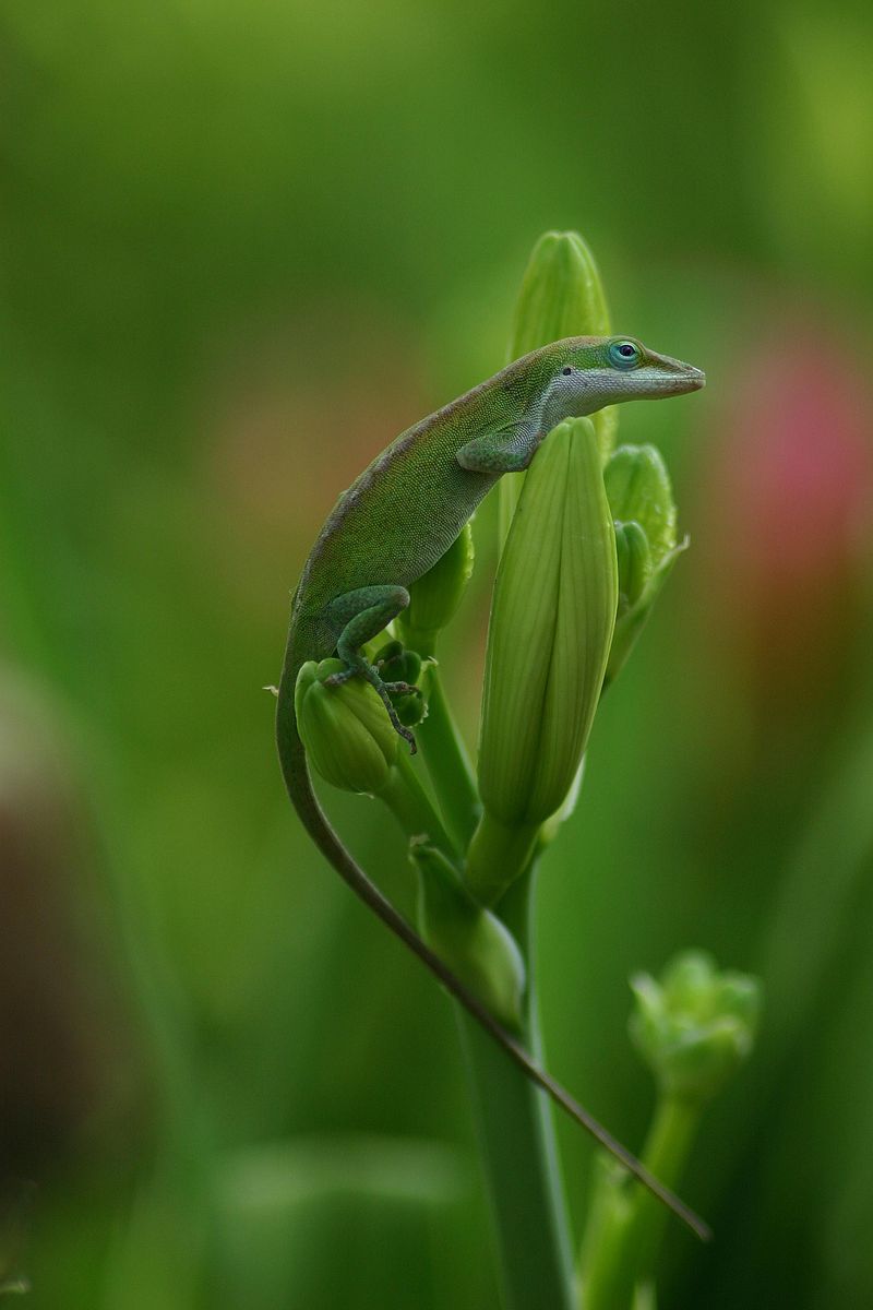 Green Anole