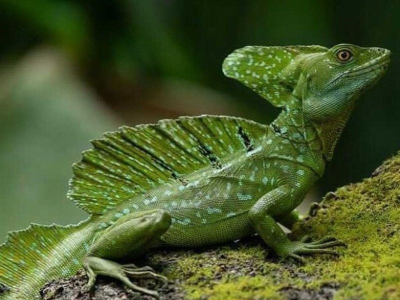 Green Basilisk