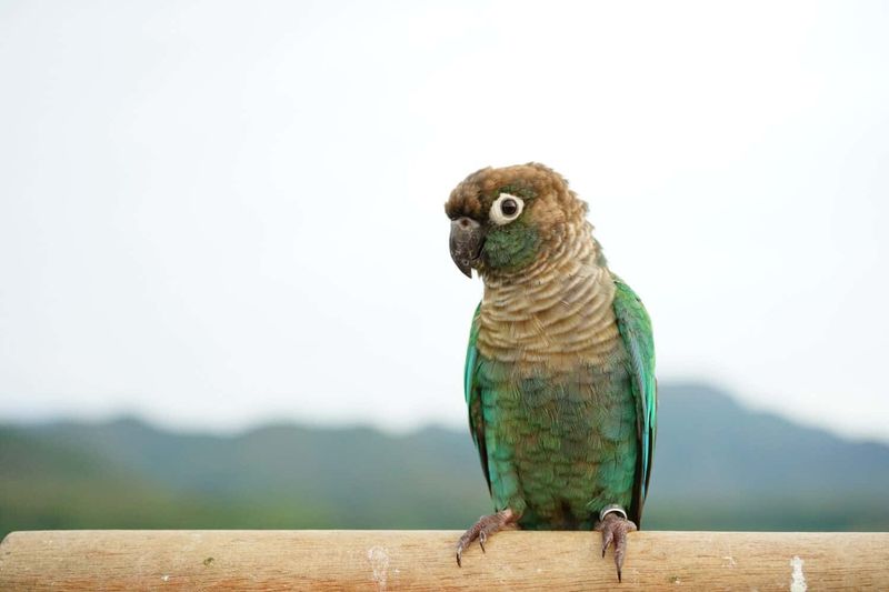 Green-Cheeked Conure