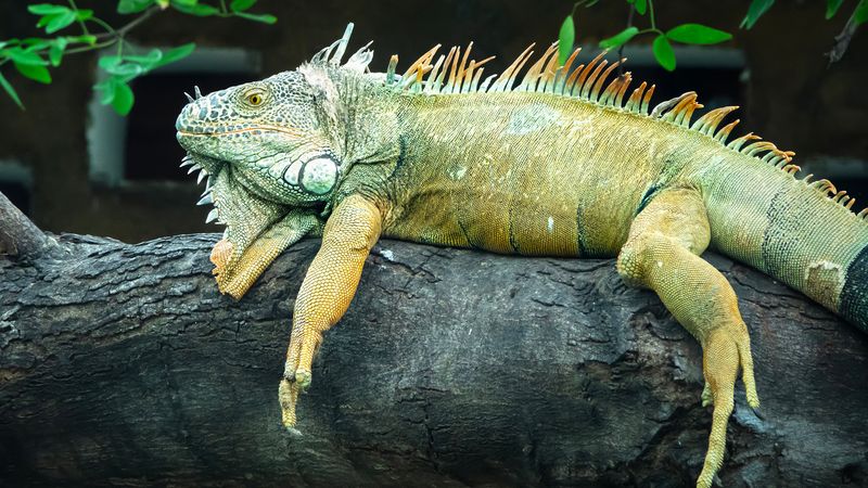 Green Iguana