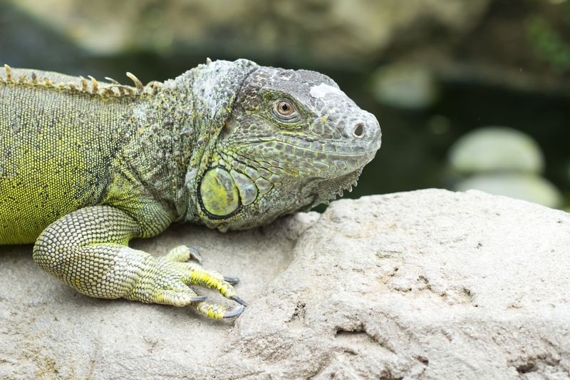 Green Iguana