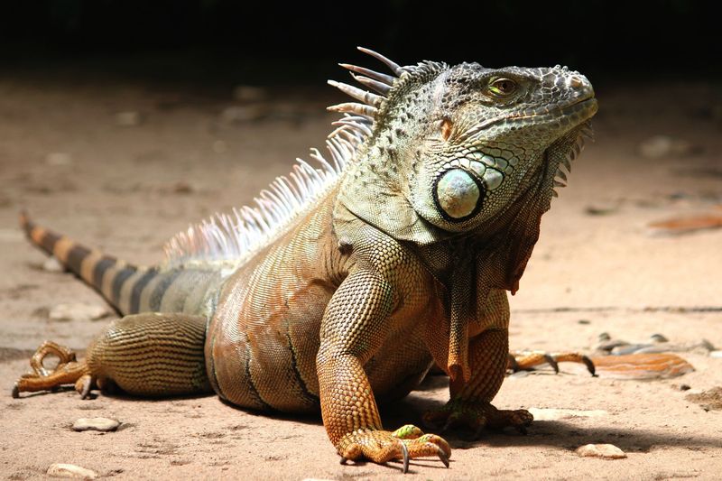 Green Iguana