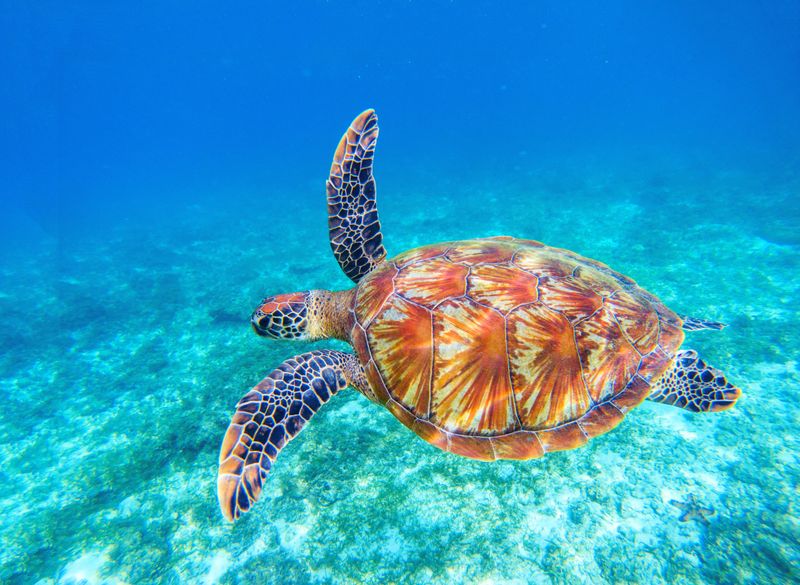 Green Sea Turtle