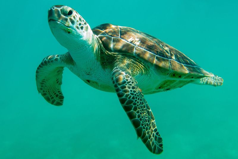 Green Sea Turtle