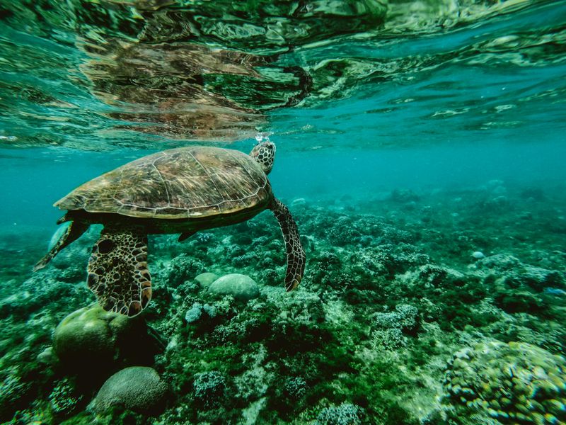 Green Sea Turtle