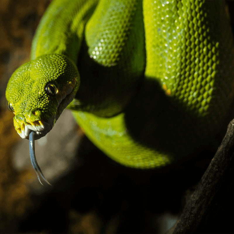 Green Tree Python