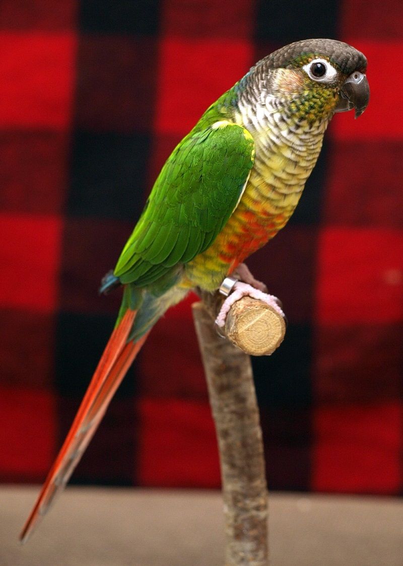 Green-cheeked Conure