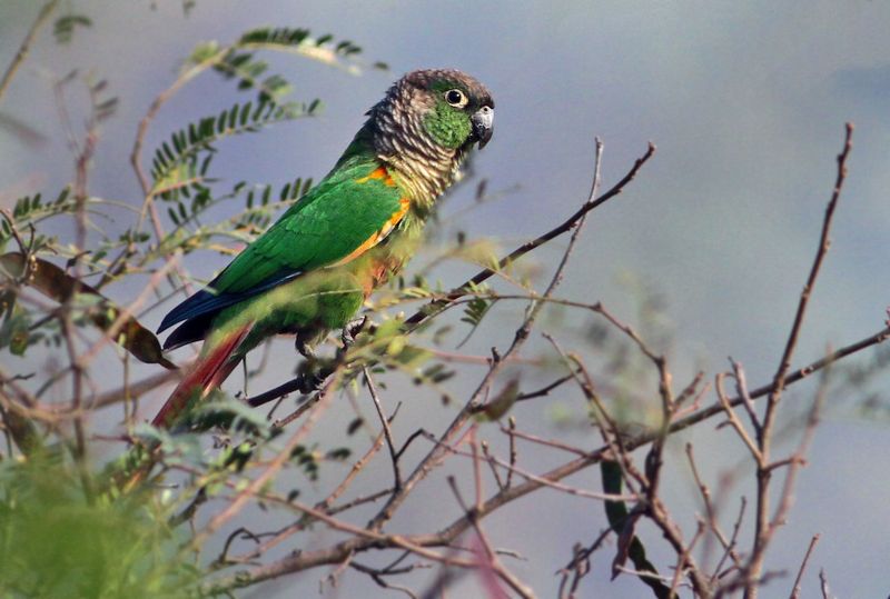 Green-cheeked Parakeet