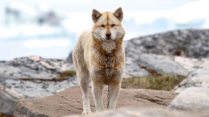 Greenland Dog