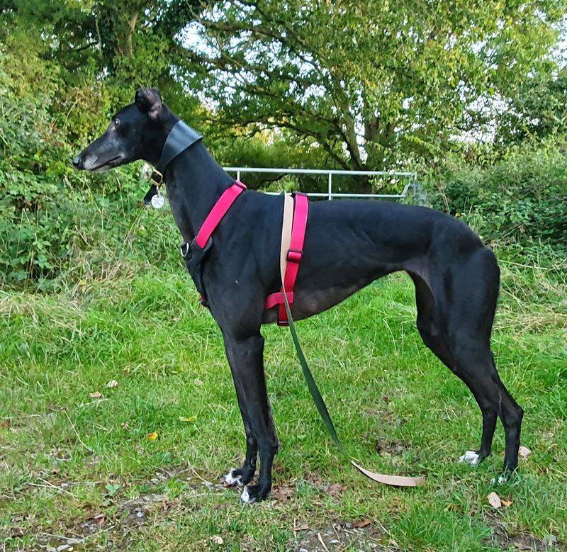 Greyhound