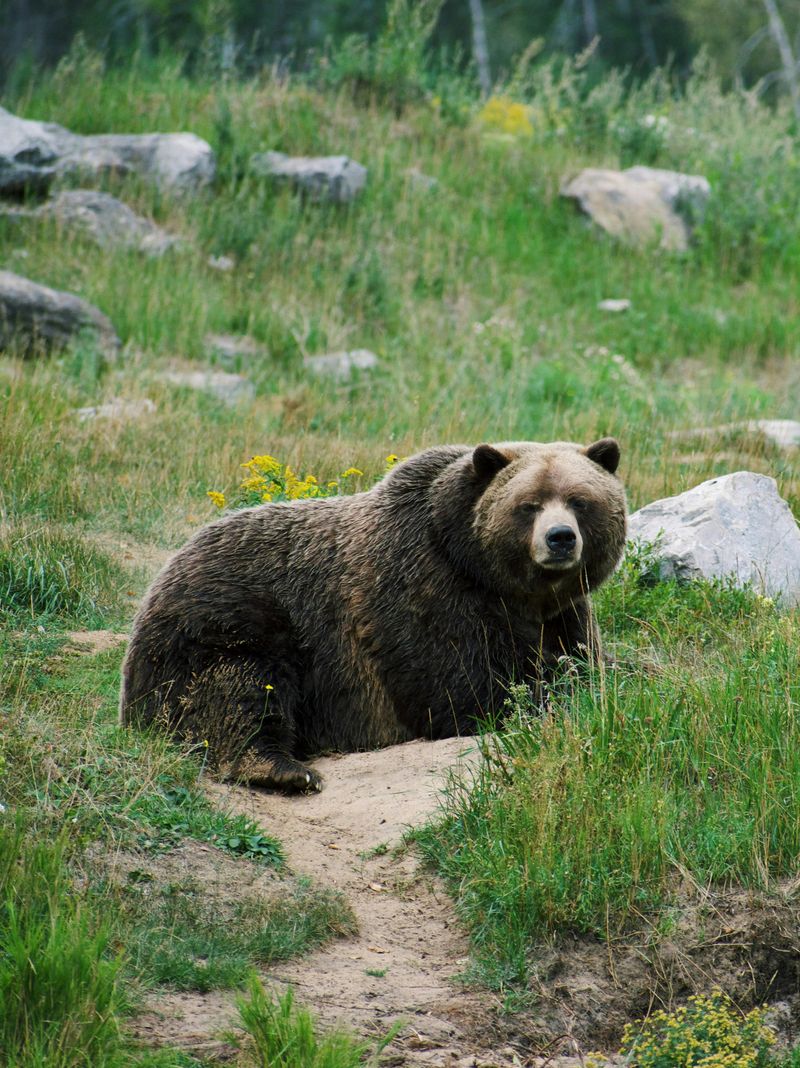 Grizzly Bear