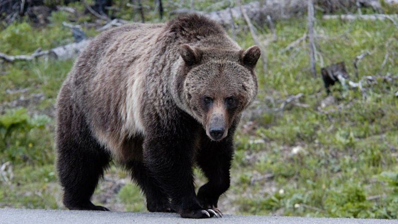 24 Incredible Animals That Are Best Experienced In The Wild In Their 24 Incredible Animals That Are Best Experienced In The Wild In Their