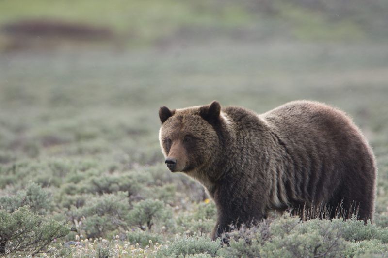 Grizzly Bear