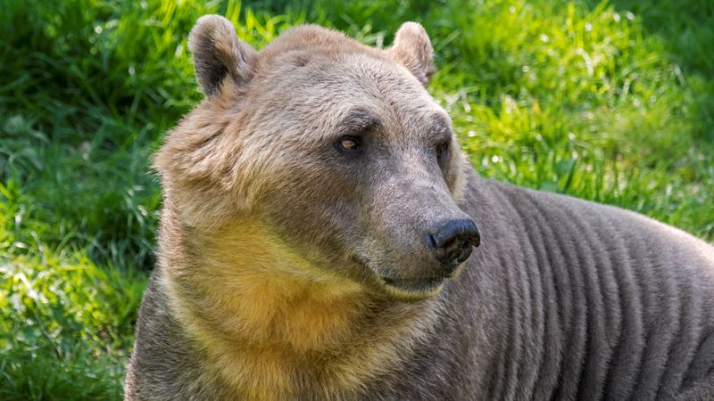 Grizzly-Polar Bear Hybrid