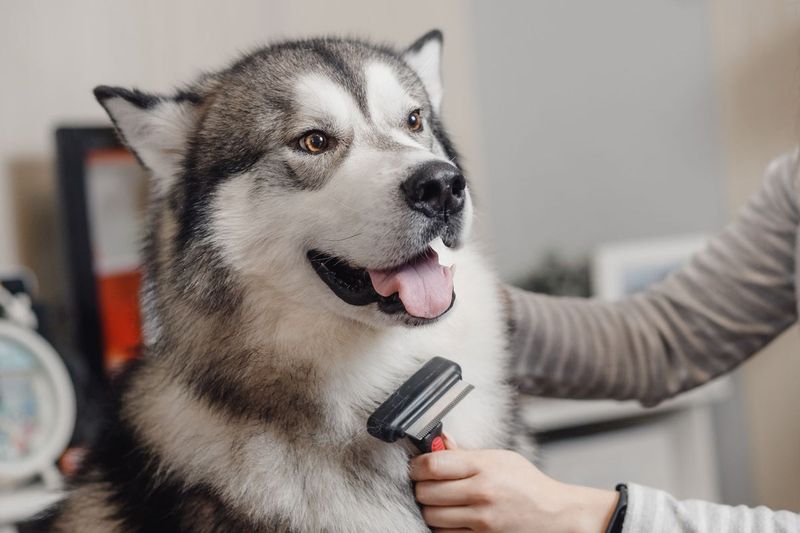 Grooming Needs