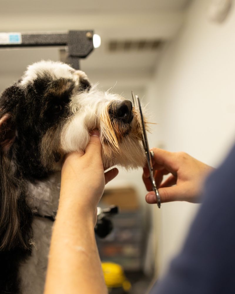 Grooming Routine