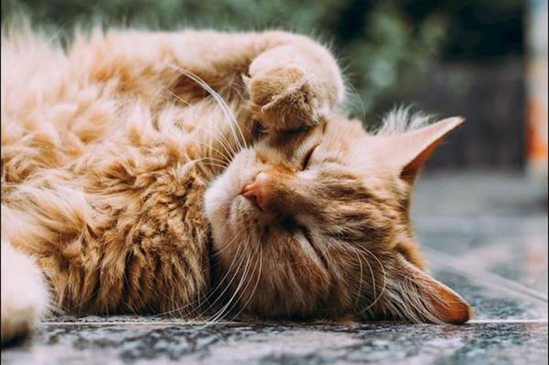 Grooming for Health