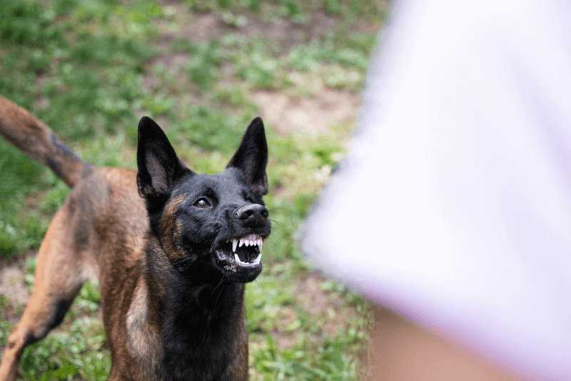 Growling During Play