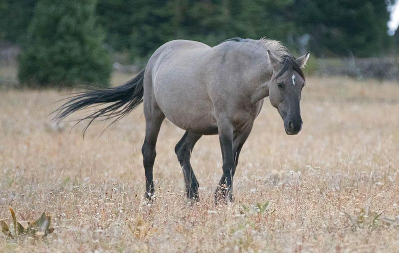 Grulla