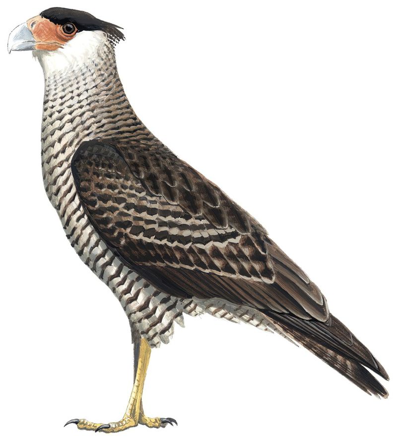 Guadalupe Caracara