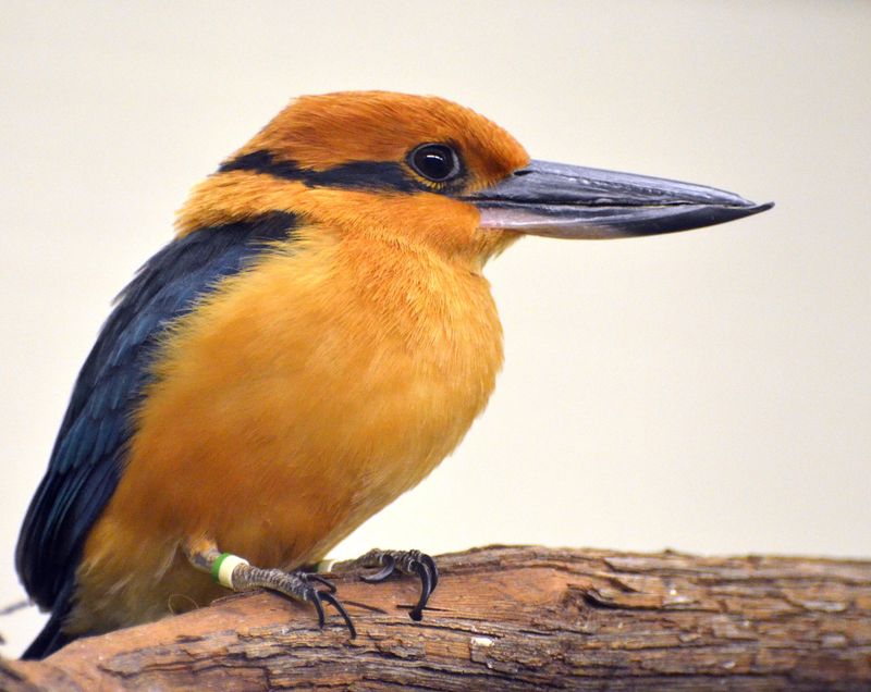 Guam Kingfisher