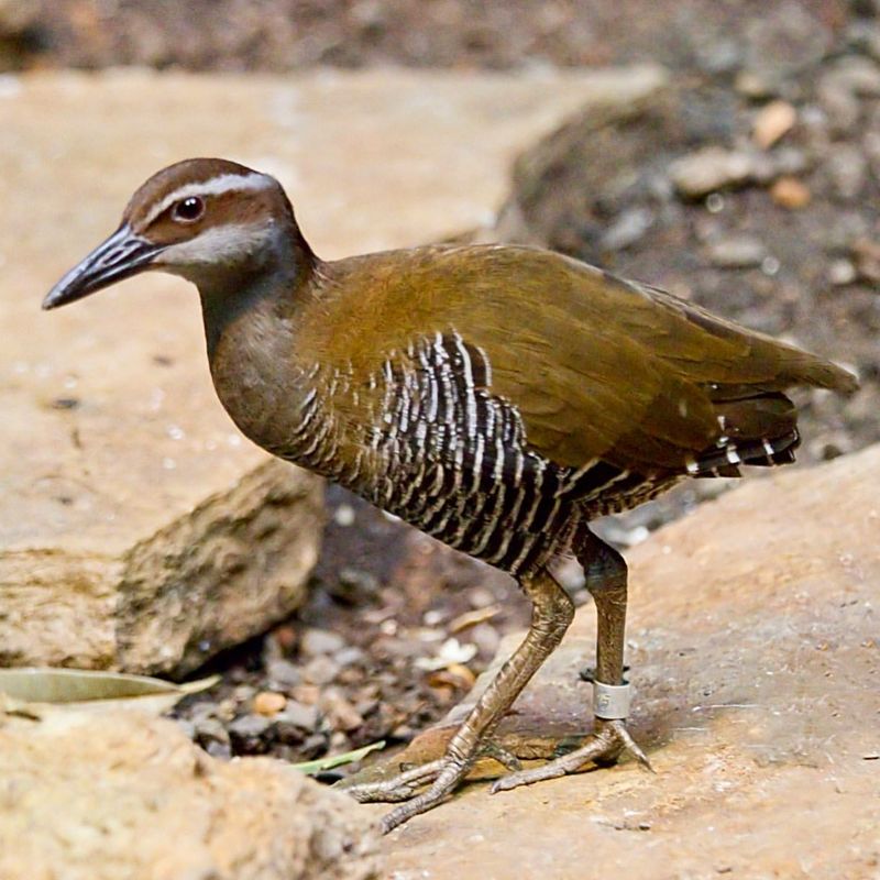 Guam Rail