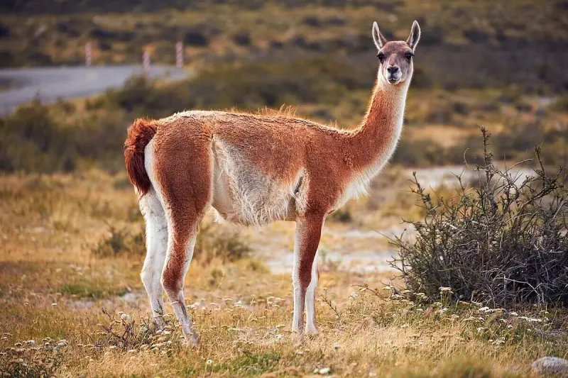 Guanaco