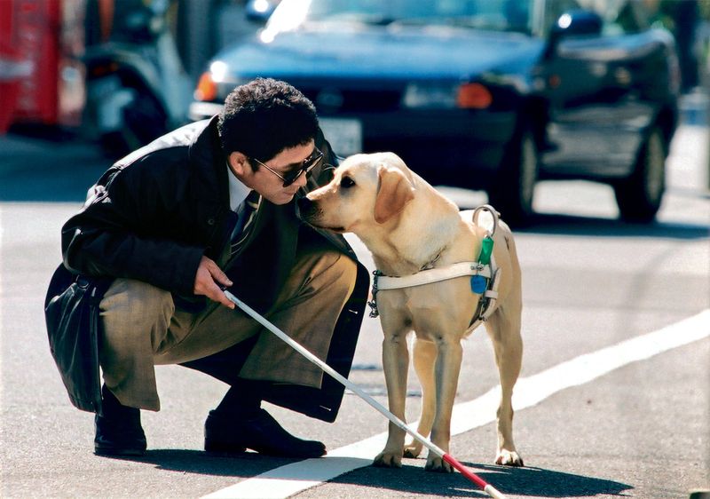 Guide Dog Helps Blind Owner Navigate Busy City