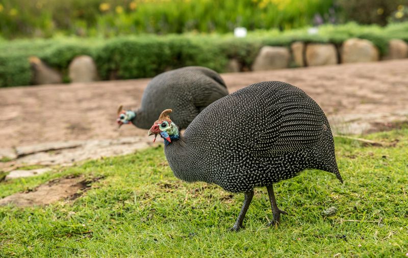 Guinea Fowl